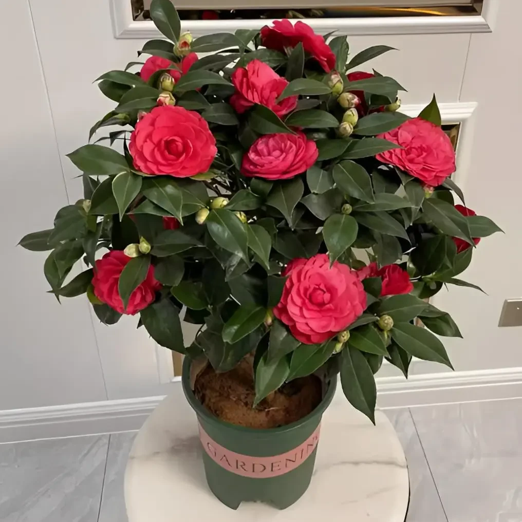 红色茶花树苗室内室外种植