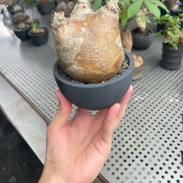 带叶葡萄翁潮流块根植物