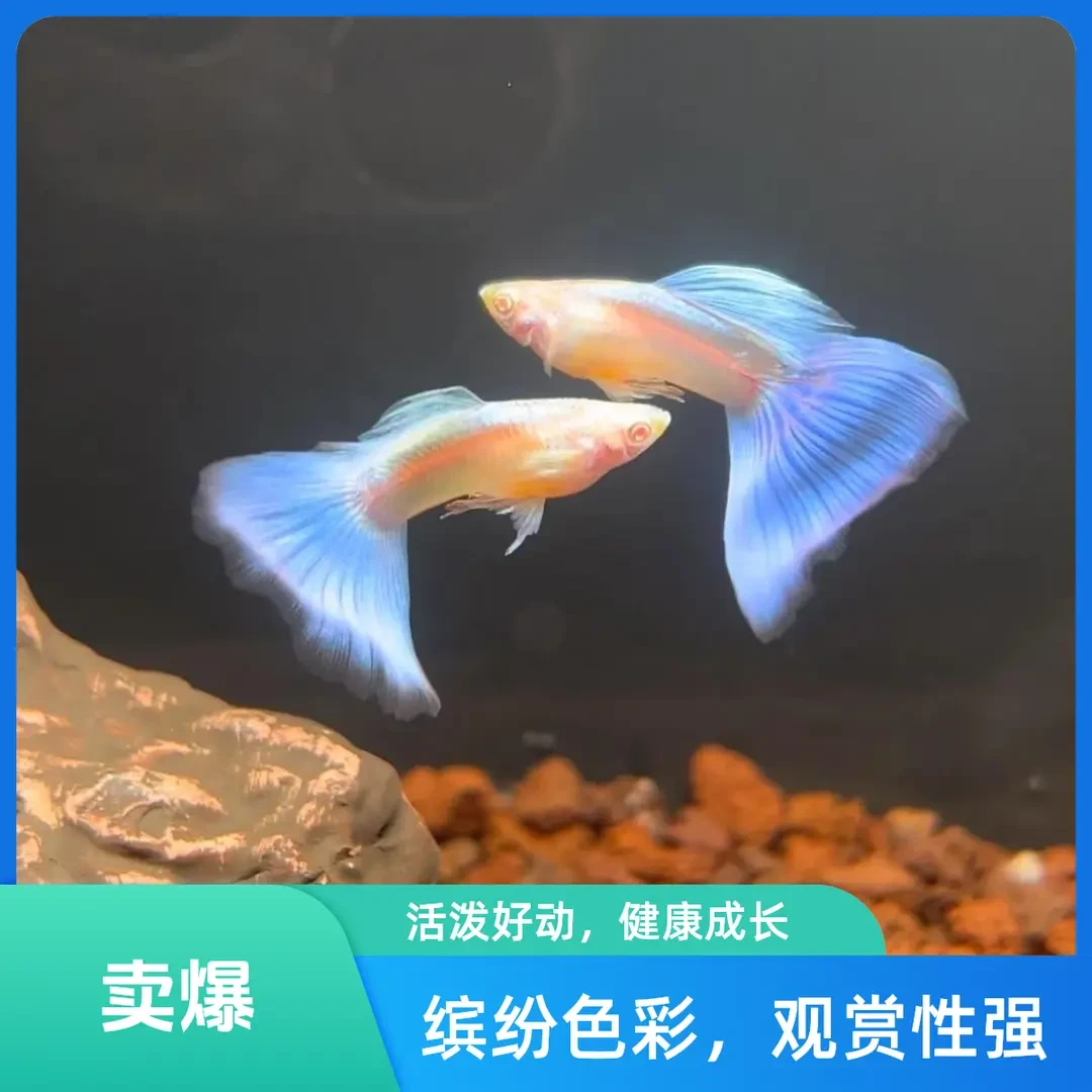 【直播用种鱼精品天空蓝】蓝白凤尾孔雀鱼带肚孕母适合新手小型热