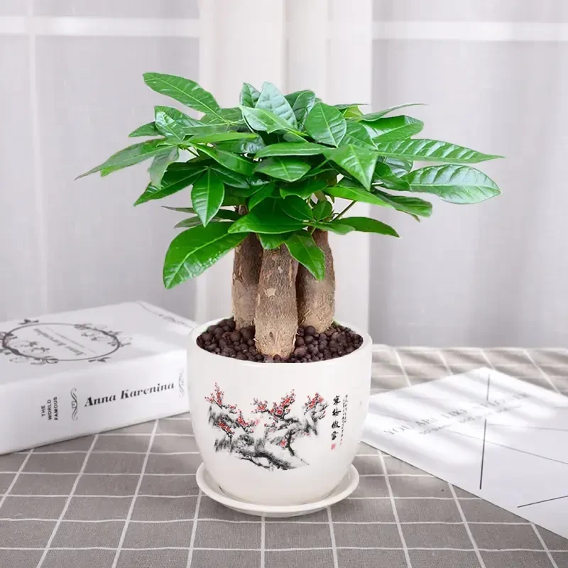 发财树盆栽花卉植物办公室内客厅绿植小盆景四季常青易活水培好养