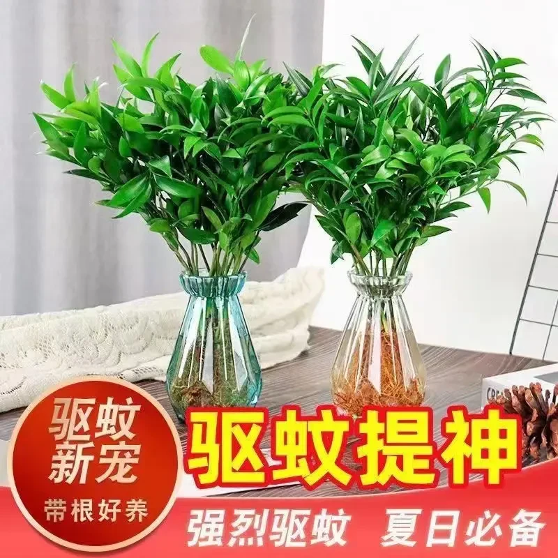 竹柏盆栽水培驱蚊植物室内客厅卧室桌面绿植盆栽花卉四季常青不死