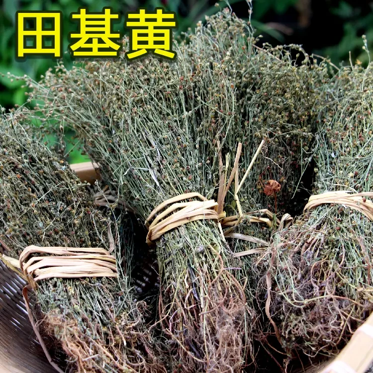 2025年福建高山野生田基黄根茎地耳草干货整棵黄花草250g/500g