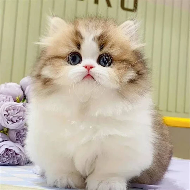 【全品类猫咪】银渐层长毛金美短暹罗银渐层等宠物猫活体