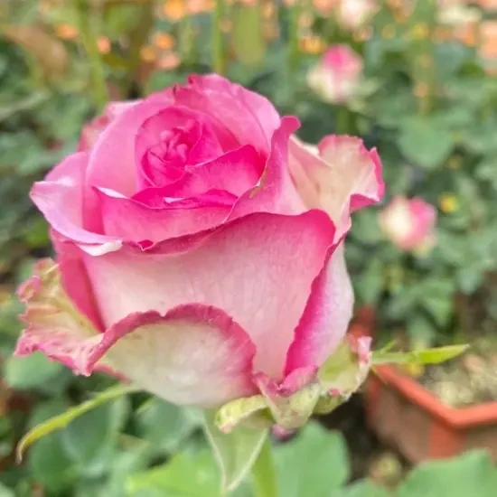 多头浓香大花月季花苗阳台花束庭院花卉盆栽四季开花玫瑰花