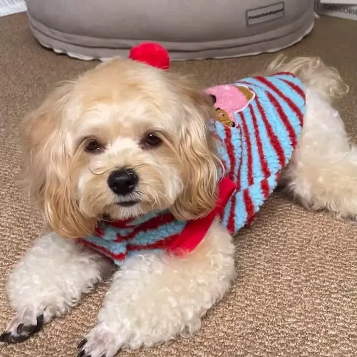 宠物狗狗卡通条纹可牵引两脚绒衣保暖卫衣适合秋冬比熊泰迪小型犬