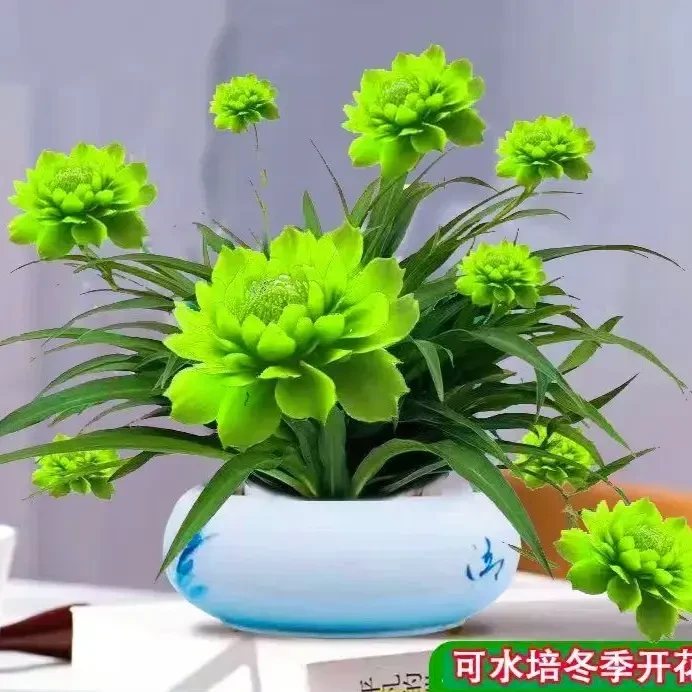 【浓香驱蚊】浓香型月光兰种植绿植水培大全耐旱耐热四季开花水土养