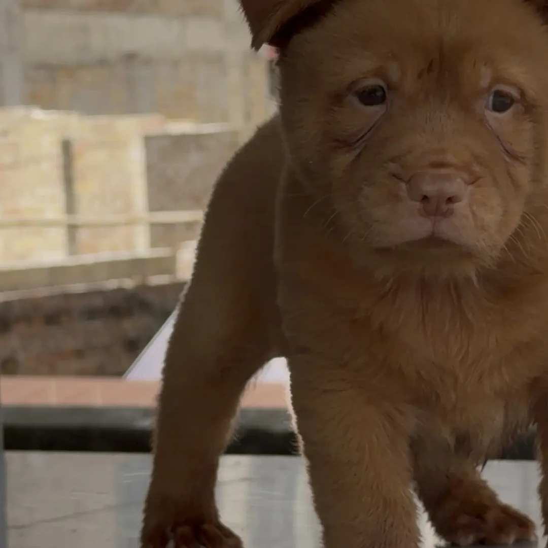 七少家五红犬土狗狗狗五红狗。小狗田园犬腊肠犬五黑犬小金毛中华