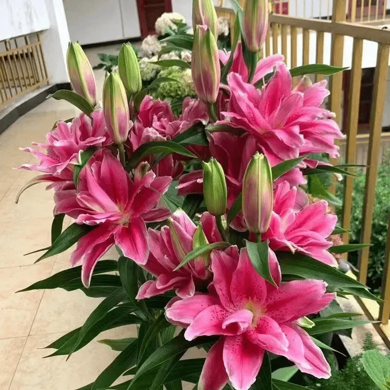 香水百合种球四季花卉好养易活盆栽室内花植物种子浓香百合花种球