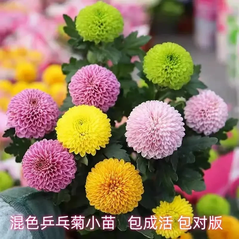 乒乓菊花苗阳台庭院盆栽鲜花带花球形菊花大花四季开花植物荷兰菊