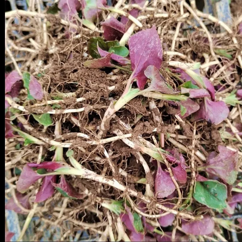 四川现挖新鲜防野生折耳根