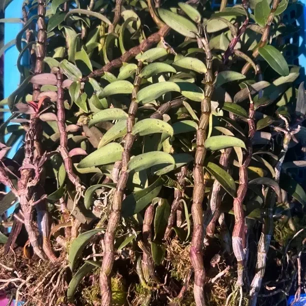 仿野生生态铁皮 新鲜十年铁皮石斛 无人管理 苗子细短 生态货