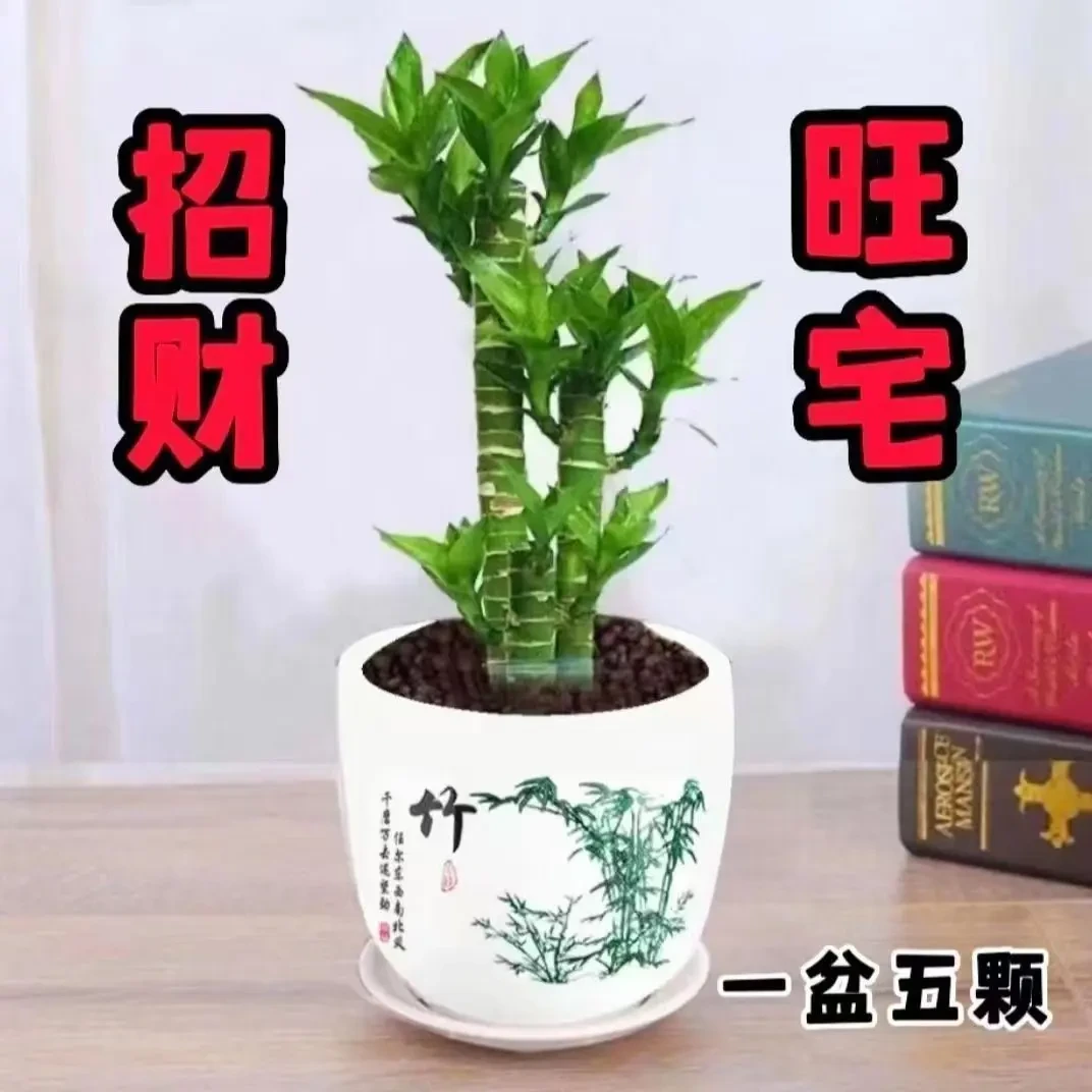 步步高观音竹富贵竹荷花竹水养土培盆栽室内客厅吸甲醛植物