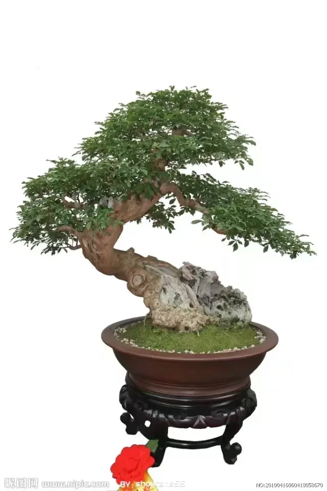 太行山黄荆罗汉松金弹子黄栌盆景观赏性直播间下单私拍随机发