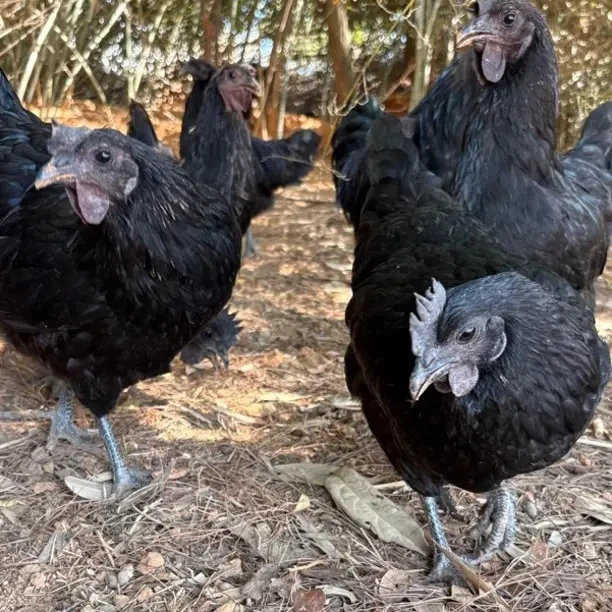 散养五黑鸡2.5斤京东顺丰冷链包邮到家