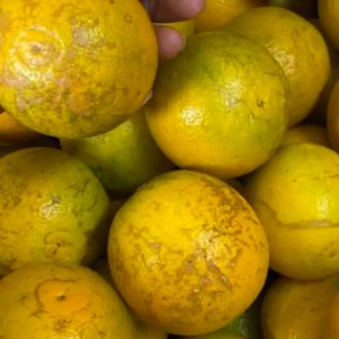 正宗廉江红橙花皮橙黑皮橙黑美人果新鲜现发