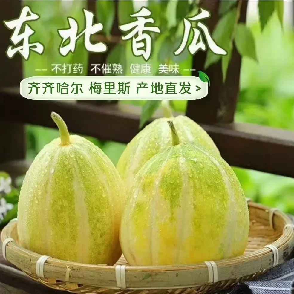 [顺丰京东空运]梅里斯头茬白糖罐甜瓜 小蜜蜂香瓜脆嫩香甜应季