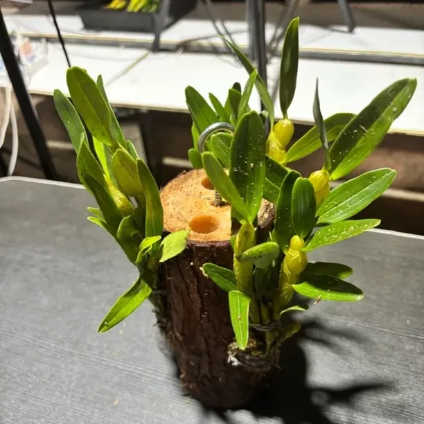 高山黄杆金钗（小吊桩种植，花香，花期3-5月份）