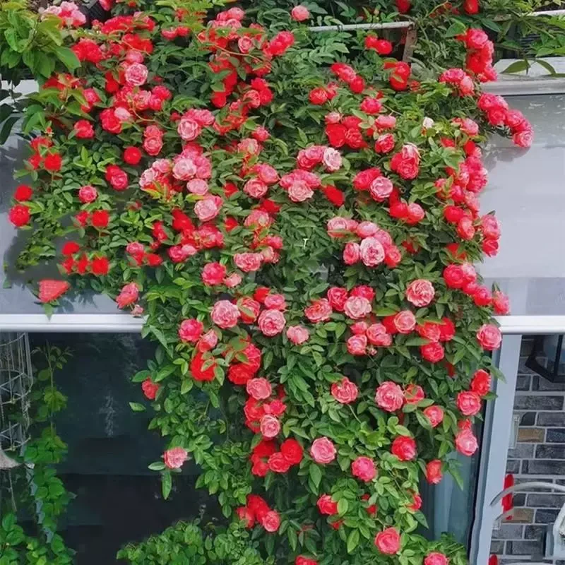 红木香花苗爬藤植物甜蜜黄白木香花树苗庭院四季开花大苗盆栽花卉