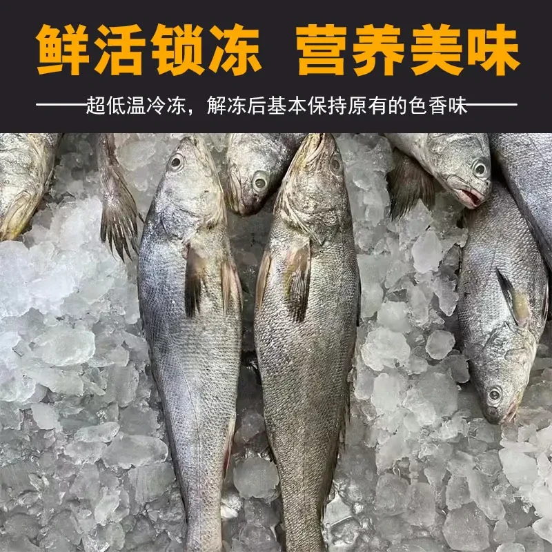 【阿儿海鲜】舟山野生米鱼大鮸鱼深海捕捞鲜活新鲜冷冻鳘鱼海鲜水产