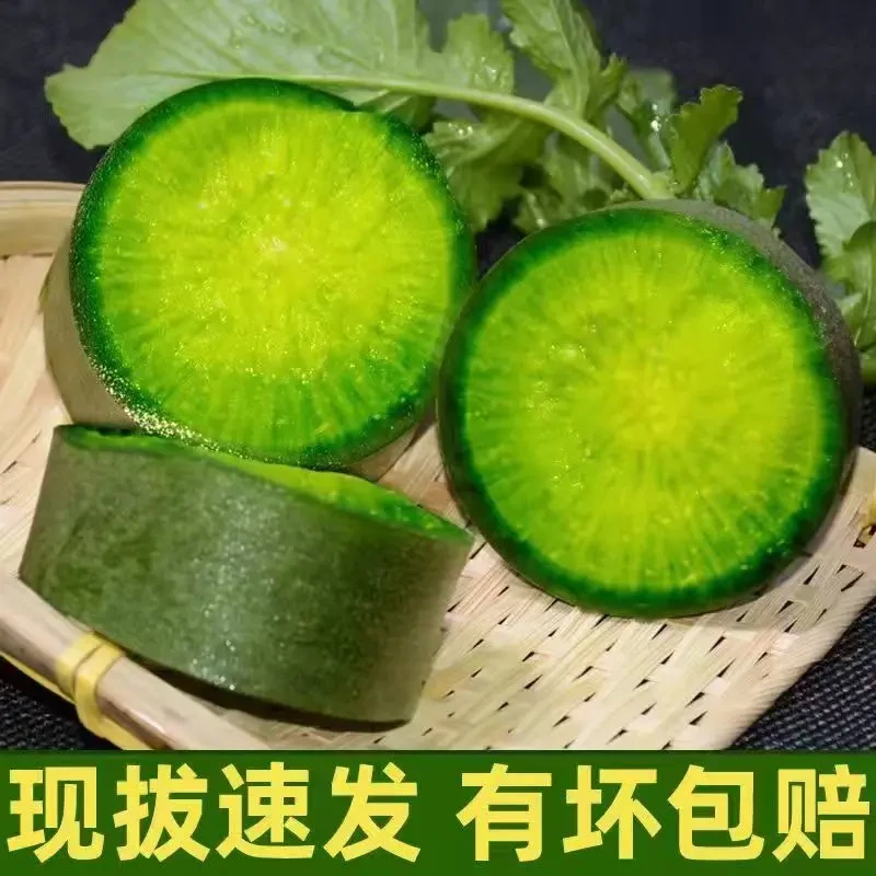 正宗山东沙窝水果萝卜新鲜美味口感脆甜多汁原产地发货3斤5斤