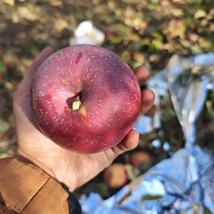 云南昭通冰糖心丑苹果新鲜现摘脆甜多汁产地直发当季应季水果