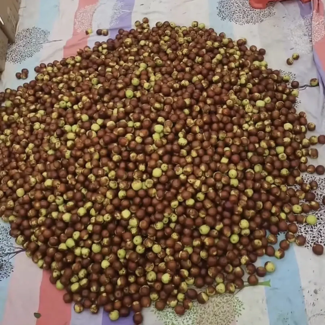 天津崔庄古树冬枣 还剩300斤精品小枣 便宜出售