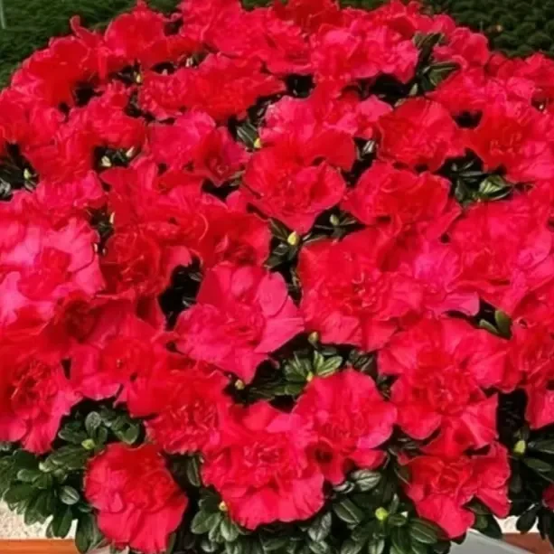 中国红辫子杜鹃四季常青好养易活