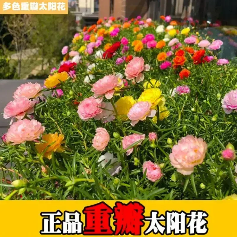 太阳花种子混色7色重瓣太阳花易活阳台庭院易活开花多D