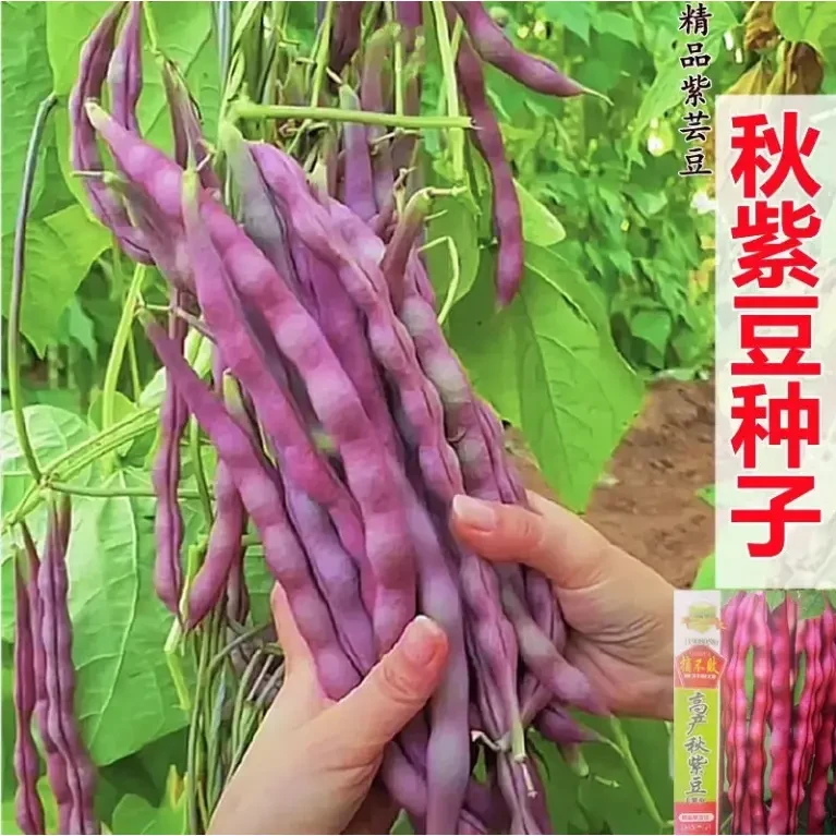 秋紫架豆种子早熟八月忙搭架豆角种子蔬菜芸豆种子刀豆种子
