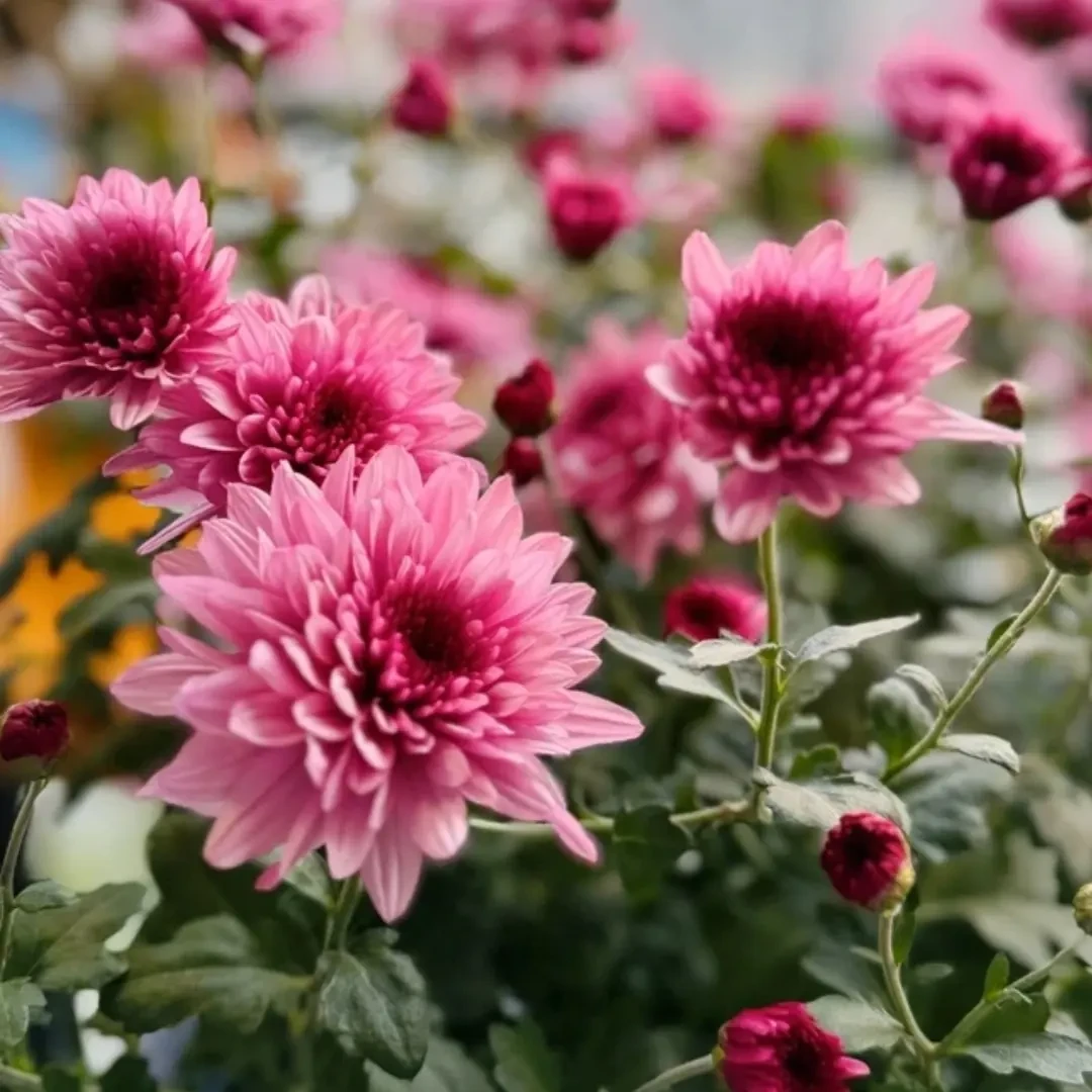 粉水晶带花苞发货重瓣菊盆栽四季开花耐寒耐热室内外好养花卉