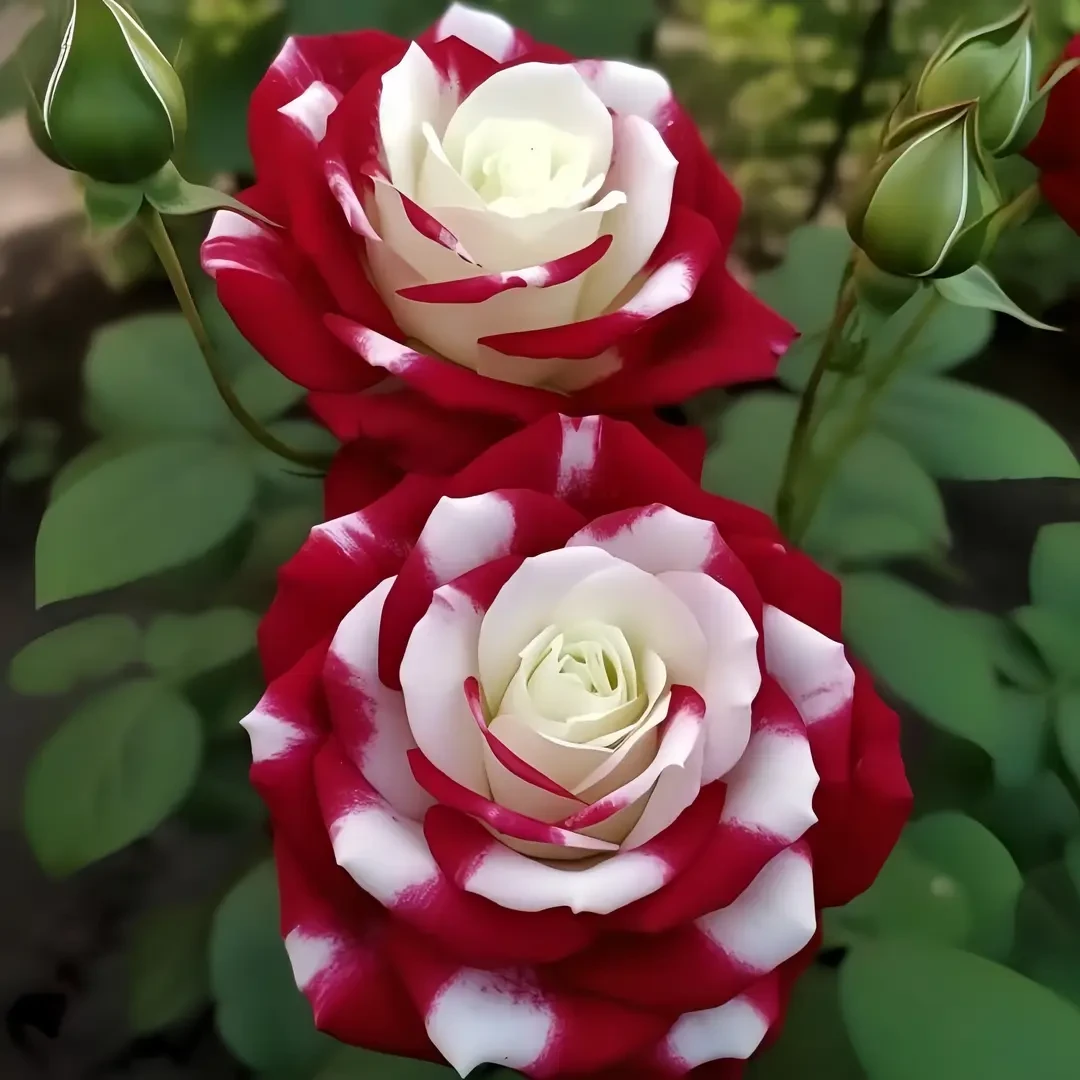 双色玫瑰花苗赛牡丹室内盆栽绿植四季开花好养植物月季阳台超级香