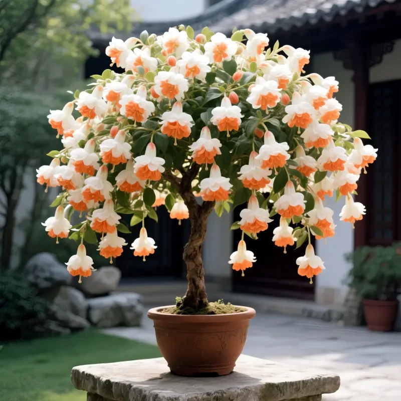 宝莲灯重瓣大花浓香型树苗盆栽室内外阳台庭院四季开花花卉绿植物