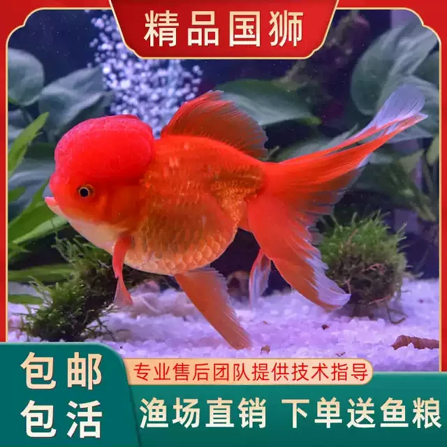 金鱼活鱼冷水观赏鱼狮子头金鱼锦鲤鱼金鱼苗活体淡水小型鱼招财鱼