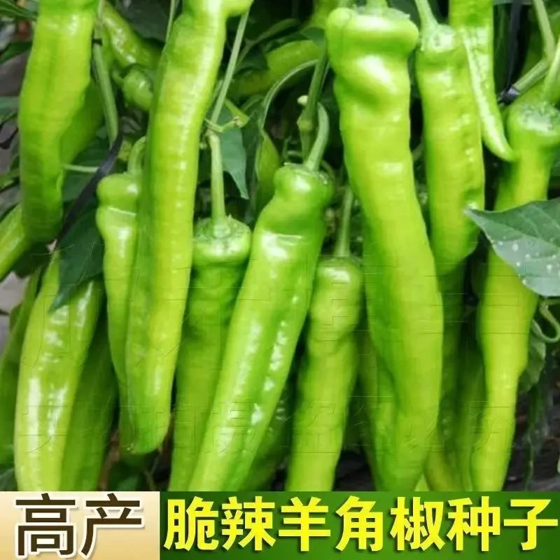 新育羊角椒种子 辣椒籽春秋季种植牛角青椒高产盆栽阳台蔬菜种孑