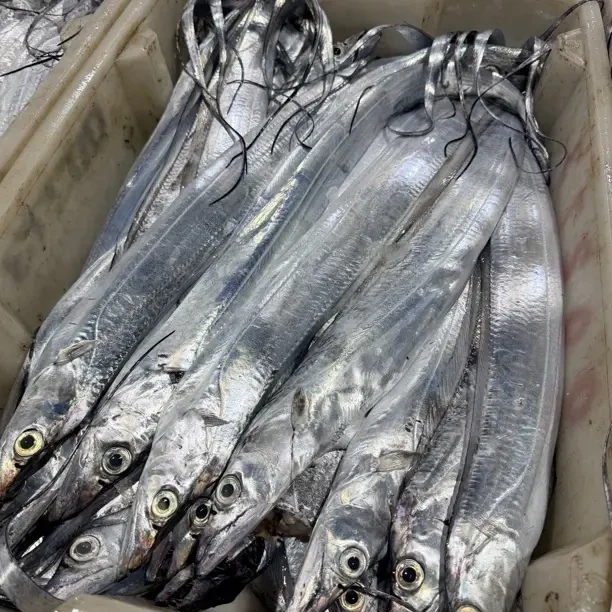 正宗渤海湾新鲜小眼睛带鱼整条发货肉质细嫩可蒸可煮