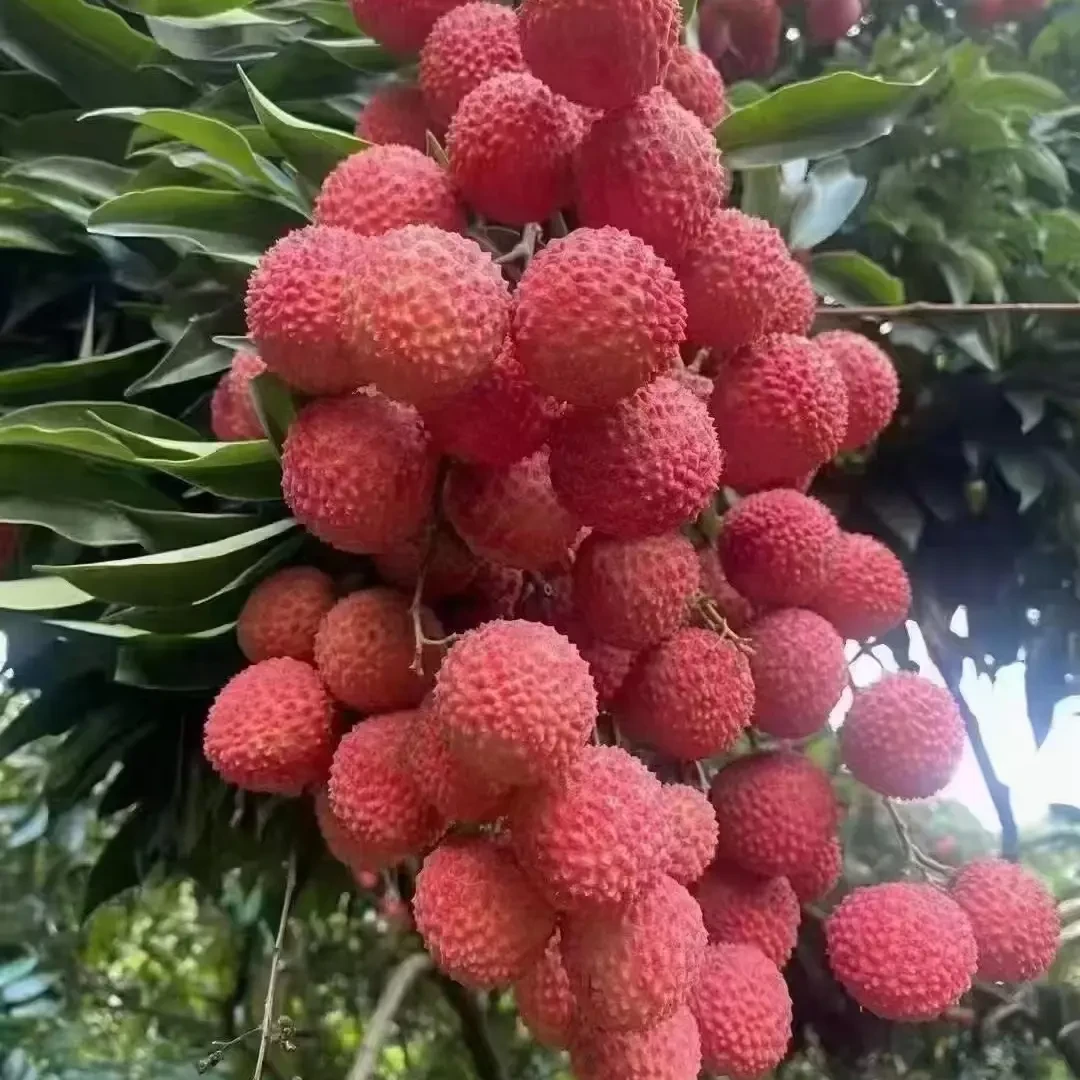 正宗从化荔枝新鲜现摘当季水果冷链运输