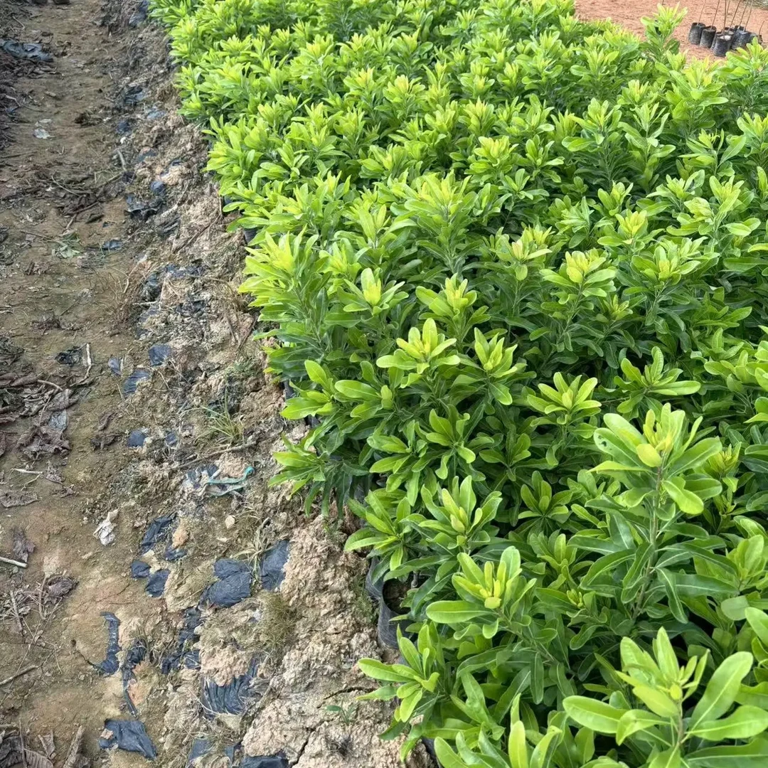 东魁+黑炭+水晶白扬梅苗木一树一拍
