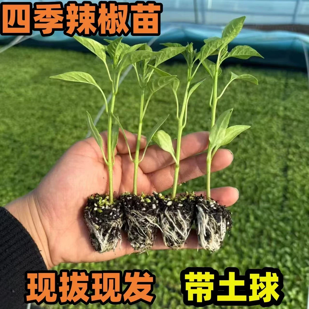 高产蔬菜辣椒秧苗朝天椒薄皮椒秧青线椒螺丝椒四季盆栽蔬菜辣椒苗