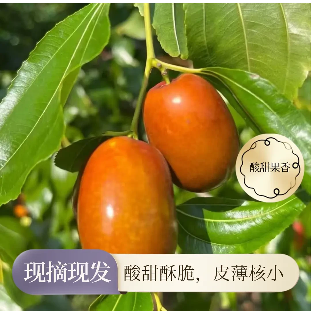 辽宁朝阳平顶枣新鲜采摘现摘现发酸甜脆皮薄核应季水果当零食吃