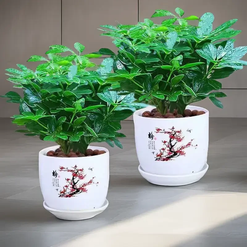 八方来财盆栽鸭脚木七叶莲室内花卉绿植四季常青净化绿植盆栽室内