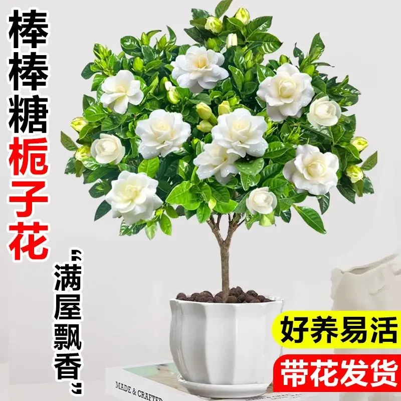 独杆栀子花盆栽带花苞室内阳台鲜花棒棒糖花苗四季开花浓香型花卉