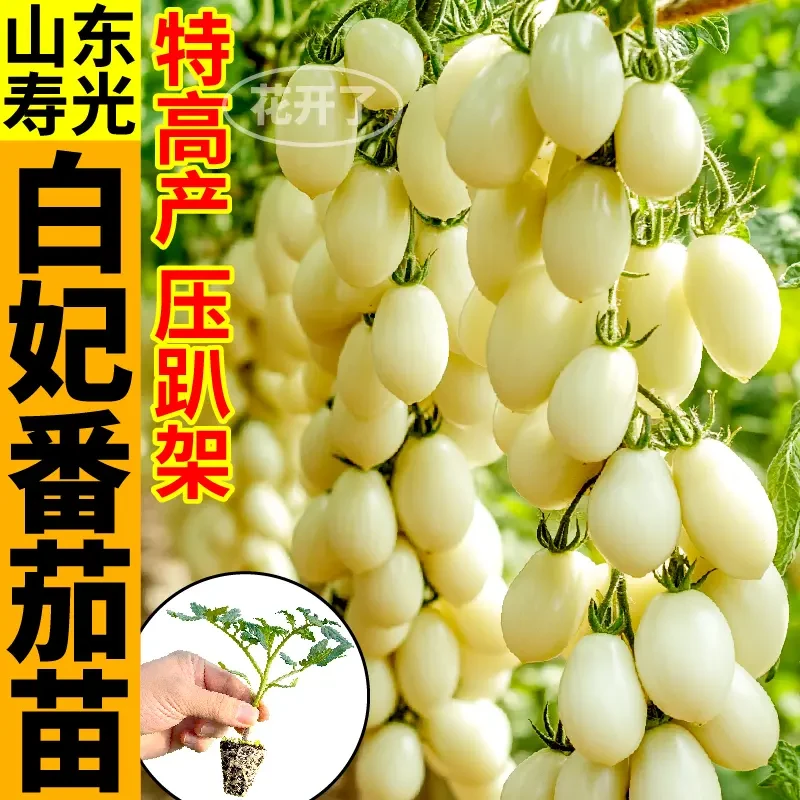 寿光白妃番茄苗秧高产爆甜多汁白千禧圣女果大苗四季阳台盆栽种子