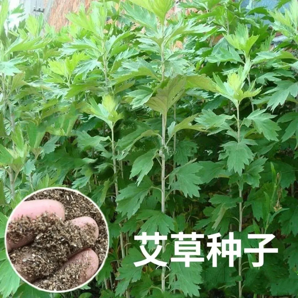 可食用艾草种子种植用艾草种籽野生艾草苗根苗爱叶种子四季农家菜