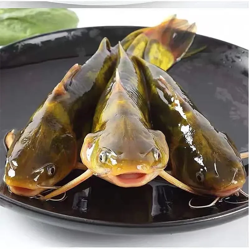现捞现发 四川黄骨鱼 黄辣丁 观赏水族 淡水饲养