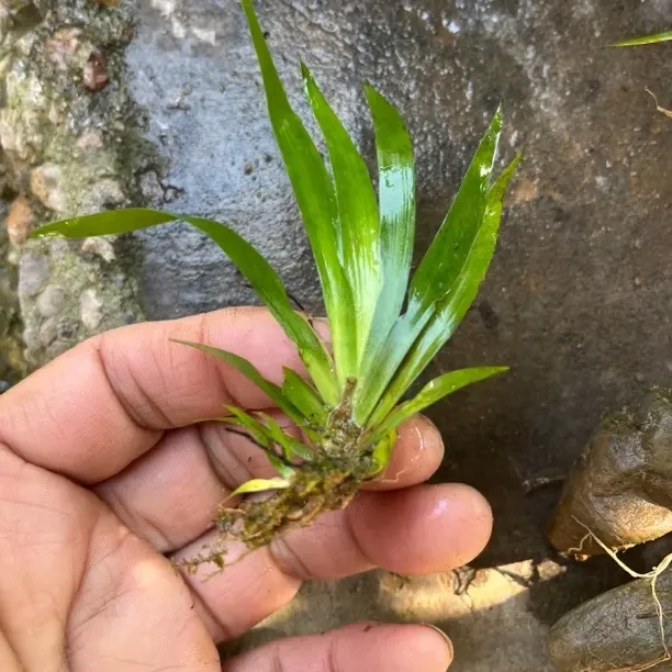 迷你阴性水草适合新手鱼缸造景增氧净化水质