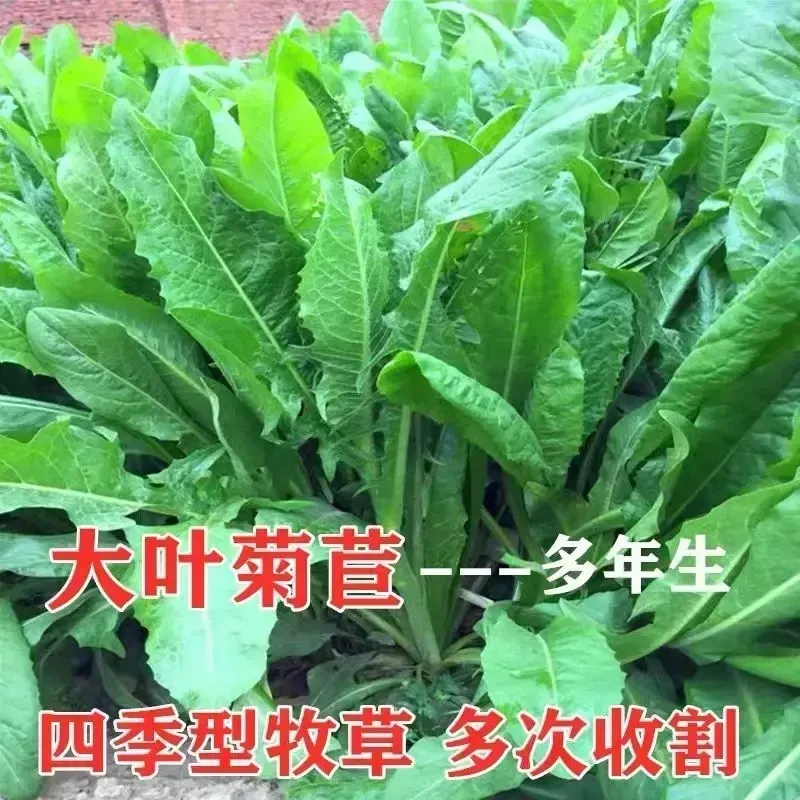 菊苣草种籽将军大叶菊苣四季生长高产牧草种子牛兔鸡鸭菜多年生