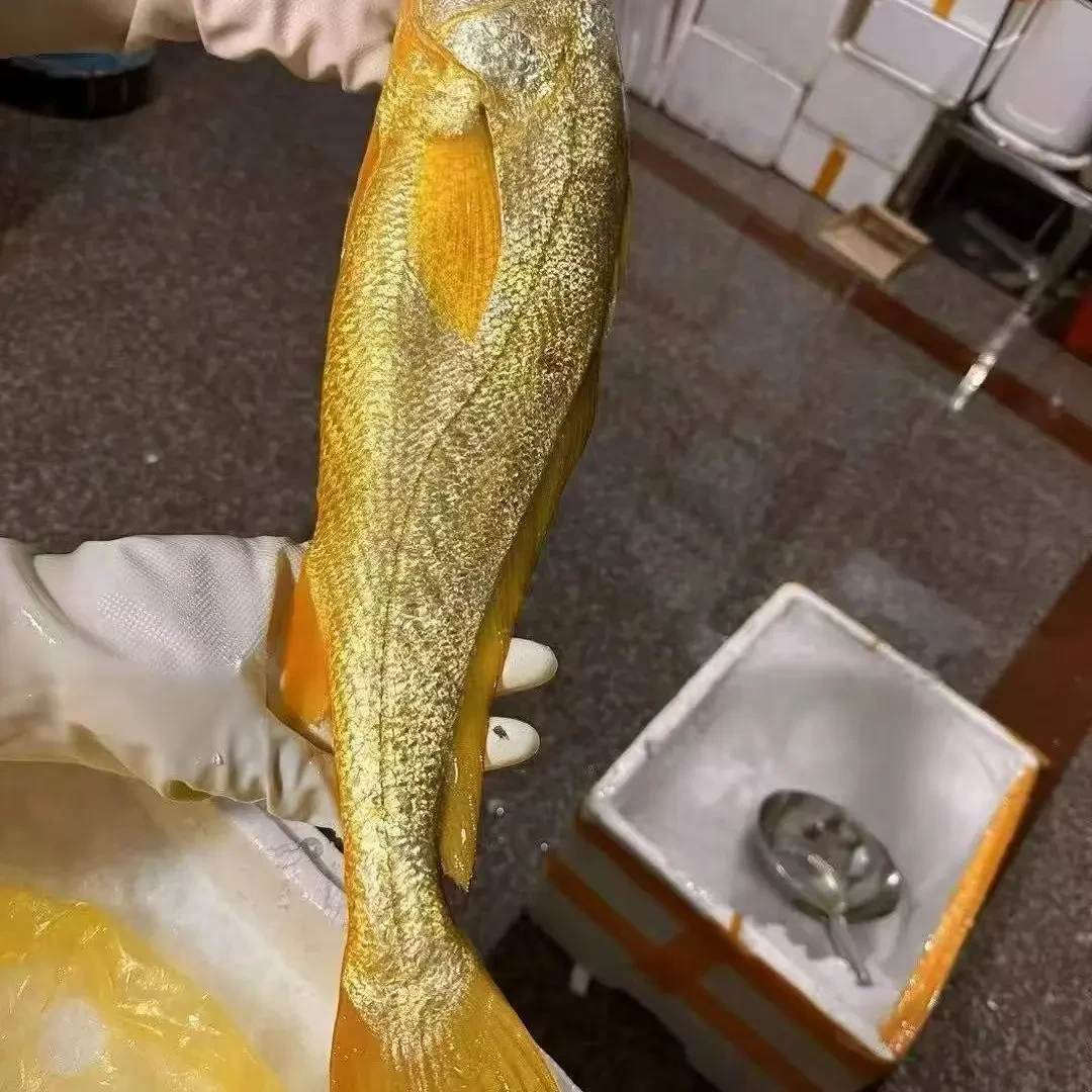 北海新鲜黄花鱼5-10条鲜活速冻顺丰包邮