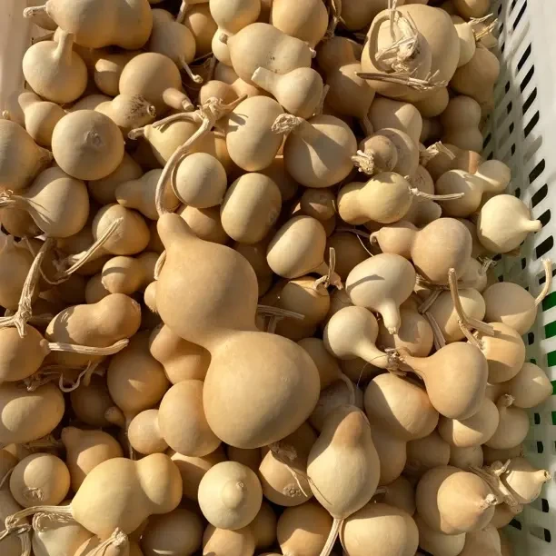 自己家种植小葫芦