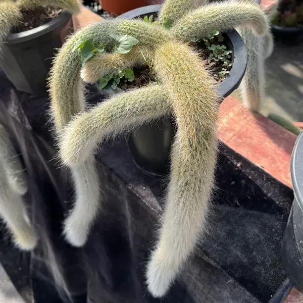 精品白毛九尾狐多肉植物开花易爆仔易活室内盆栽