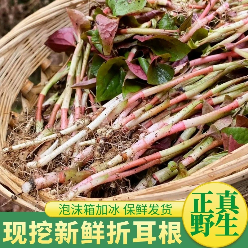 【纯野生】四川野生折耳根 鱼腥草 现挖现发